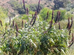 Melianthus major near a seasonal watercourse