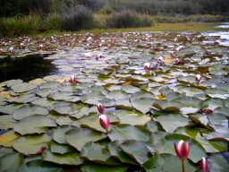 Nymphaea cultivar leaf clutter