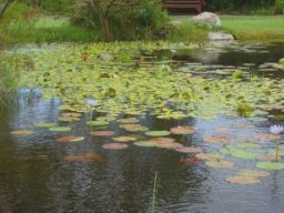 Nymphaea nouchali var. caerulea
