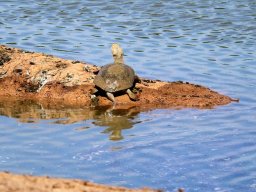 Terrapin, neither turtle nor tortoise