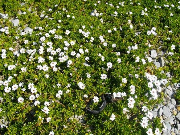 Dimorphotheca fruticosa
