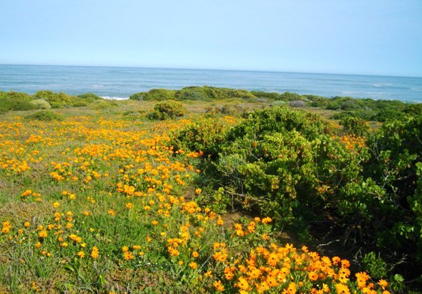 Grotto Bay in flower