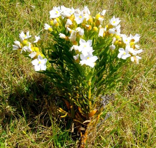 Orphium frutescens, the sea rose bearing white flowers