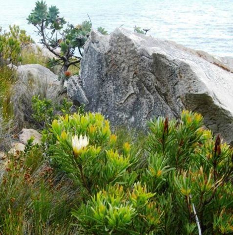 Protea nitida and Protea repens by the sea