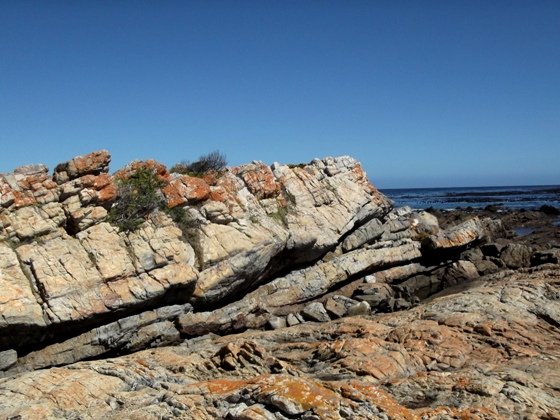 Sparse coastal vegetation