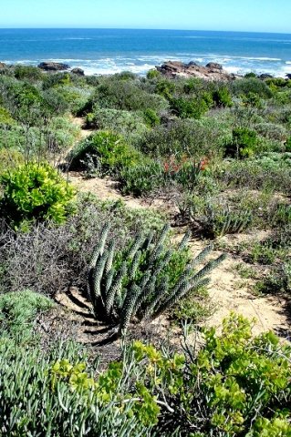 Euphorbia caput-medusae awaiting progress near Cape Town