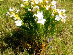 Orphium frutescens, the sea rose bearing white flowers