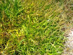 Plantago crassifolia var. crassifolia