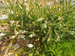 Struthiola striata