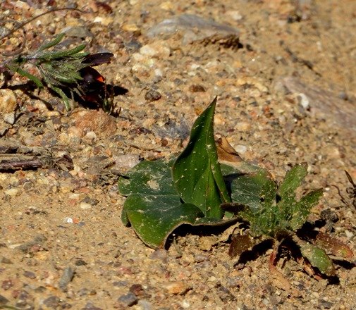 Colchicum scabromarginatum desert sailboat