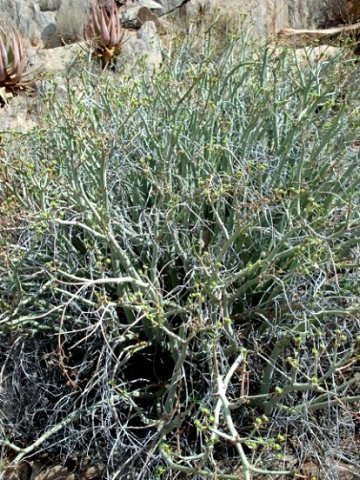 Euphorbia gariepina subsp. gariepina