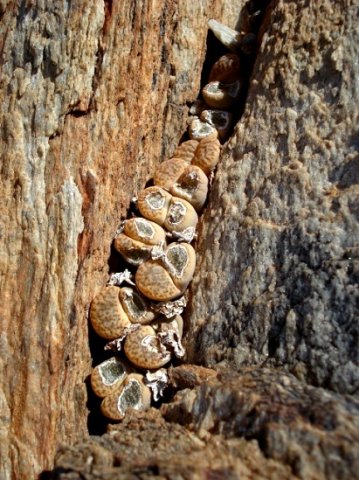 Lithops bromfieldii var. mennellii 