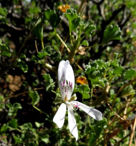 Pelargonium desertorum