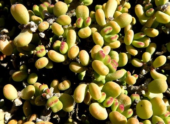 Portulacaria pygmaea, the dwergspekboom