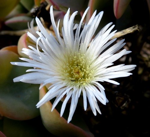 Prenia sladeniana, a Richtersveld vygie