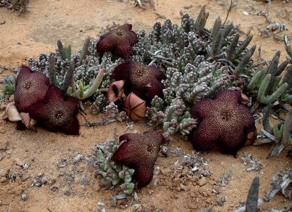 Tridentea pachyrrhiza flowering and fruiting