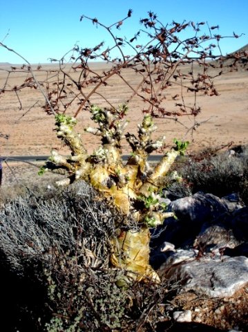 Tylecodon paniculatus