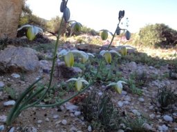 Albuca flowering near Concordia