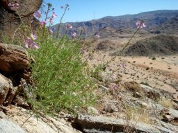 Cleome oxyphylla var. oxyphylla
