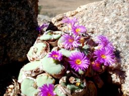 Conophytum wettsteinii, a vygie of the desert 