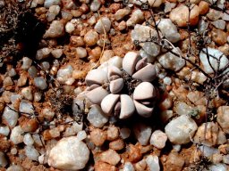 Dinteranthus microspermus subsp. puberulus