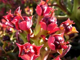 Euphorbia hamata, beesmelkbos