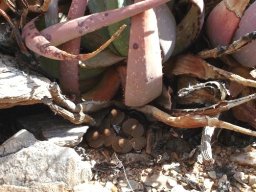 Lithops bromfieldii var. mennellii sheltered by an Aloe