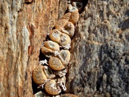 Lithops bromfieldii var. mennellii 