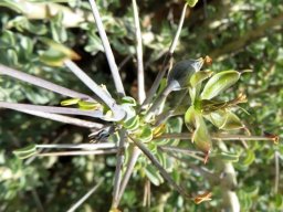 Monsonia spinosa long stalked leaves