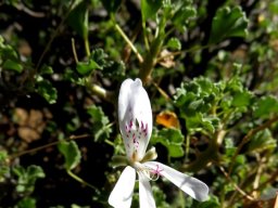 Pelargonium desertorum