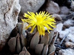 Prepodesma orpenii