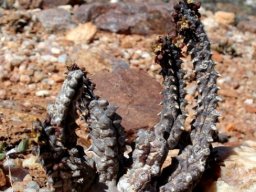 Quaqua incarnata subsp. hottentotorum