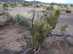 Salsola aphylla