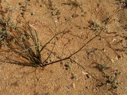 Trachyandra bulbinifolia, a solknol