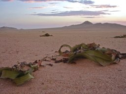 Welwitschia mirabilis subsp. namibiana in the Namib Desert