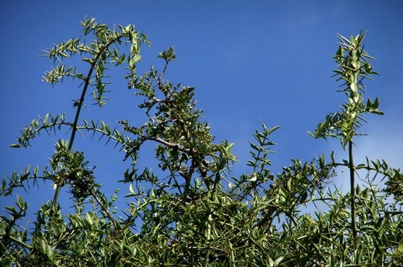 Azima tetracantha and some Schotia
