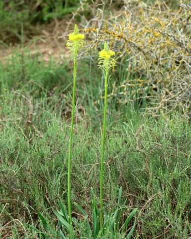 Bulbine narcissifolia 