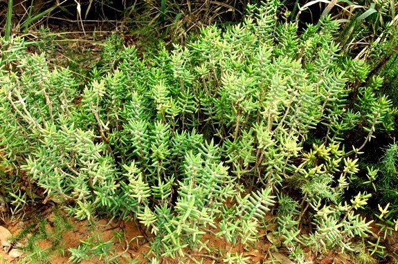 Crassula tetragona, possibly subsp. robusta