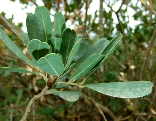 Euclea crispa notched leaves