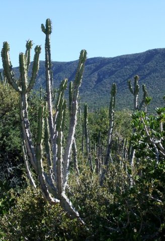 Euphorbia caerulescens growing tall