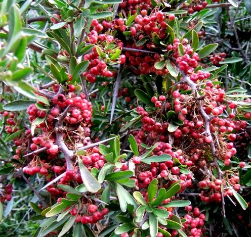 Gymnosporia polyacantha subsp. polyacantha fruit