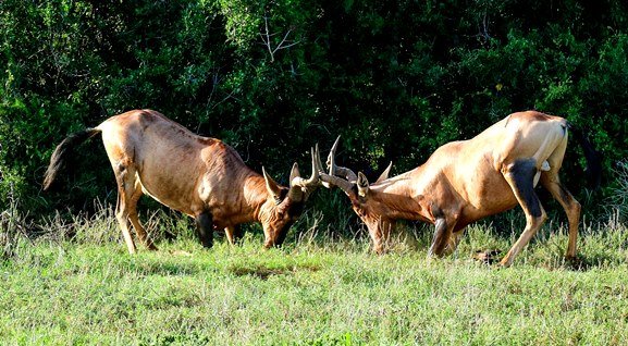 Red hartebeest conflict resolution