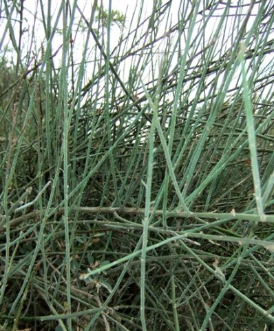Lacomucinaea lineata stems and microleaves