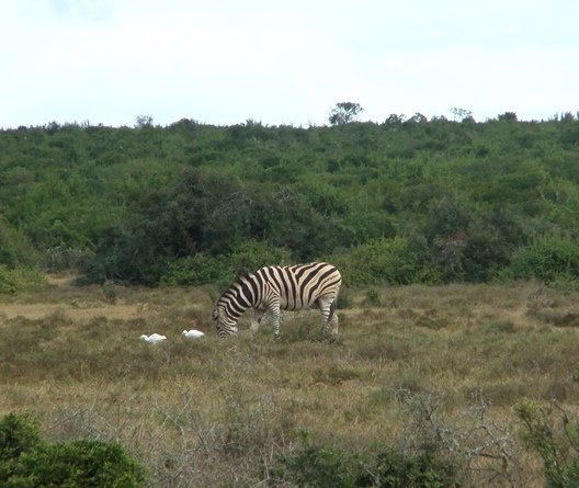 Grazing buddies?