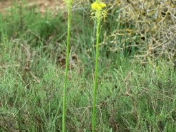 Bulbine narcissifolia 
