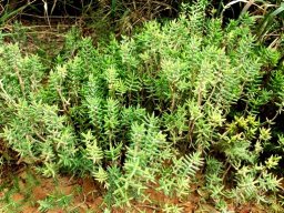 Crassula tetragona, possibly subsp. robusta