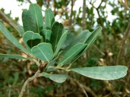 Euclea crispa notched leaves