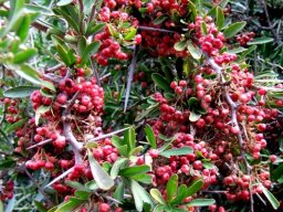 Gymnosporia polyacantha subsp. polyacantha fruit