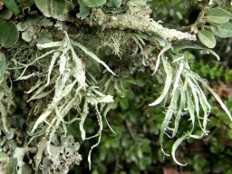 Leafy lichen