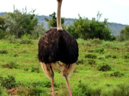 Male ostrich menacing